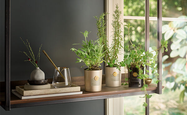 Potted herbs displayed on a wooden shelf in repurposed Rituals candle jars beside a window.